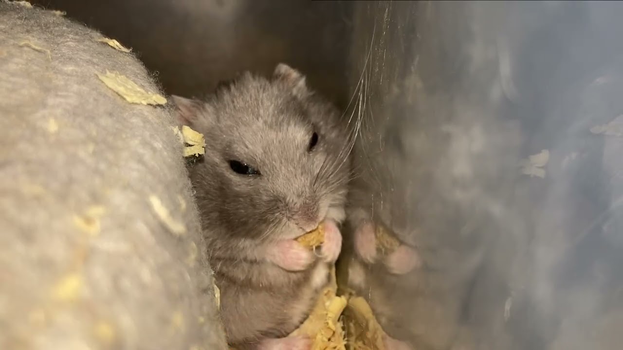 【ハムスター】お家の裏にいる ごまめちゃん～ジャンガリアンハムスター～