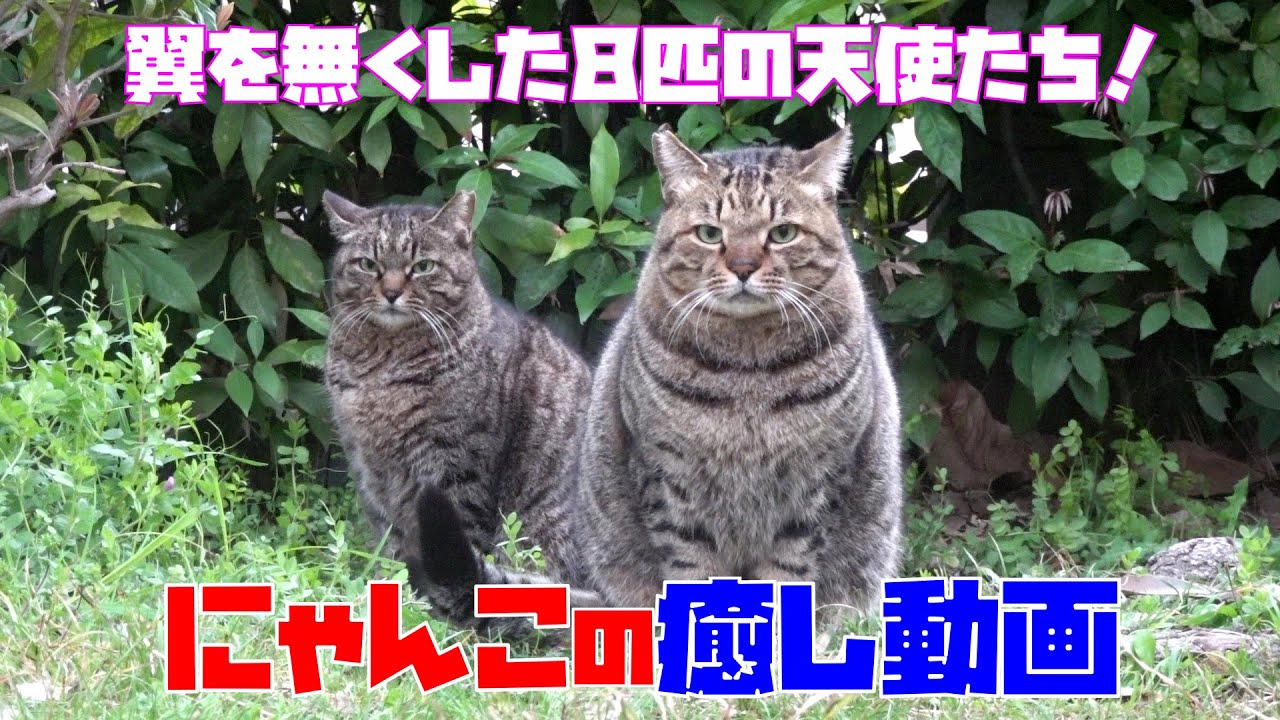 📹【にゃんこの癒し動画】９分２秒だけ、お時間いただけますか？毛づくろい多めです！翼を無くした８匹の天使たち！It is a cat which lives in the park.