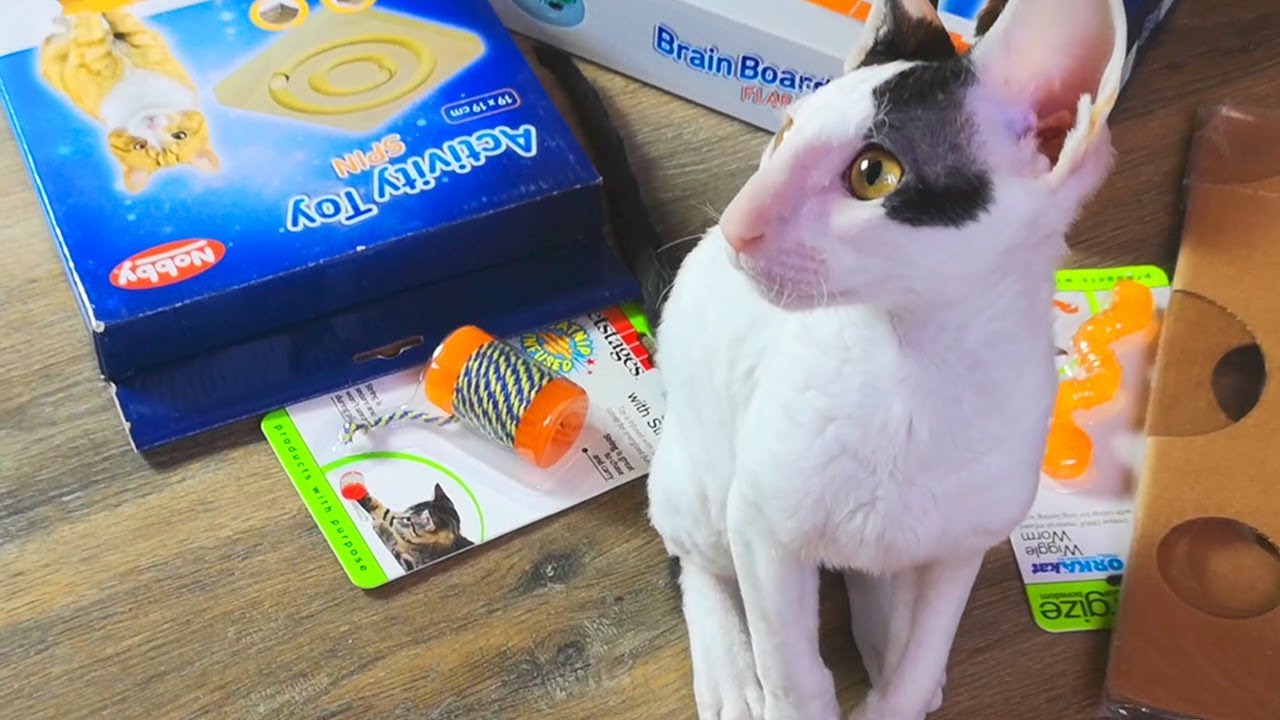 Box with toys for Kitten Cornish Rex