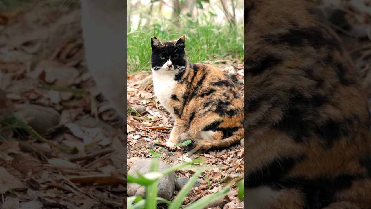 あの姉妹猫はもういない、身を寄せ合って暮らす2匹の猫