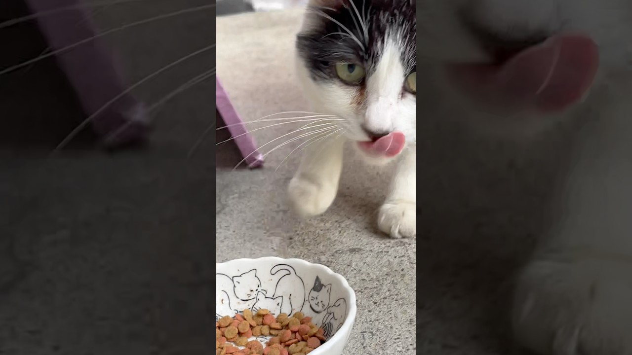 一瞬、びっくりしてる白黒ちゃん😸#cat#japan#short#ねこ#野良猫#かわいい猫#ネコ動画#癒し