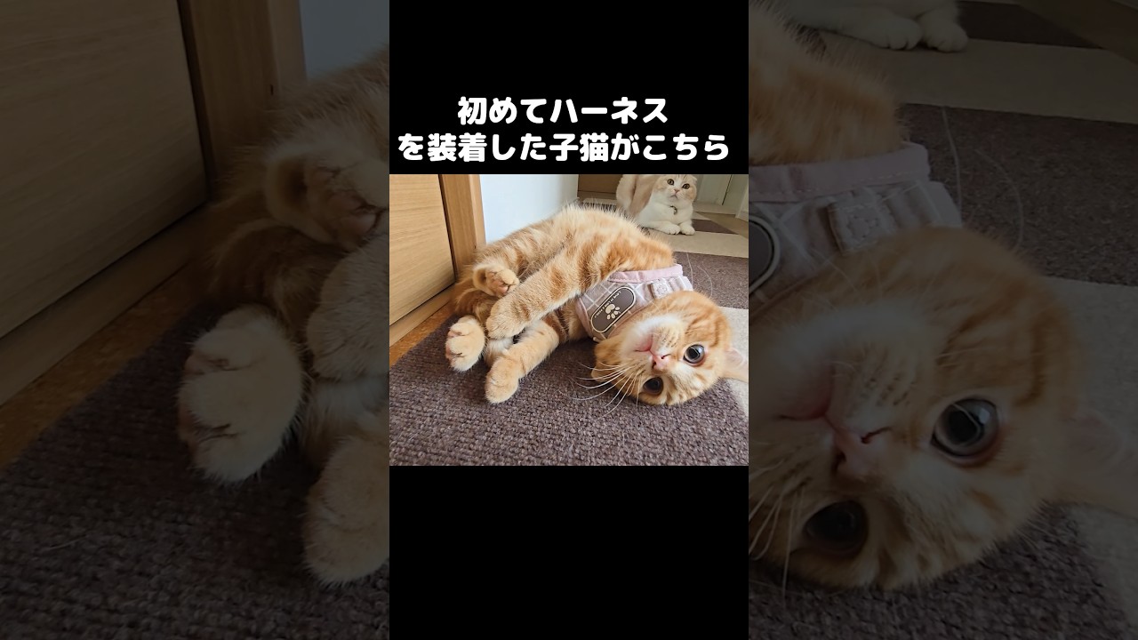 初めて子猫にハーネスを装着したら動きがかわいすぎた...