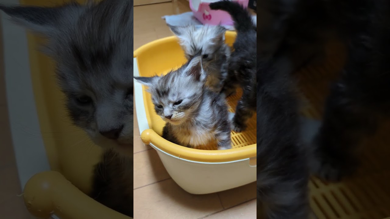 ３匹のメインクーン子猫達まもなくお休みします♥＃オノクーン＃メインクーン＃ブリーダー＃東京