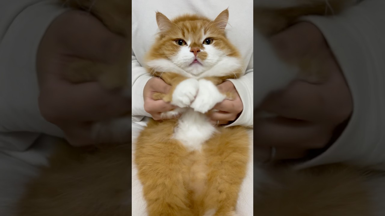 エジプトミーム踊ってみました！ #shorts #猫 #マンチカン #短足マンチカン #cat #munchkin