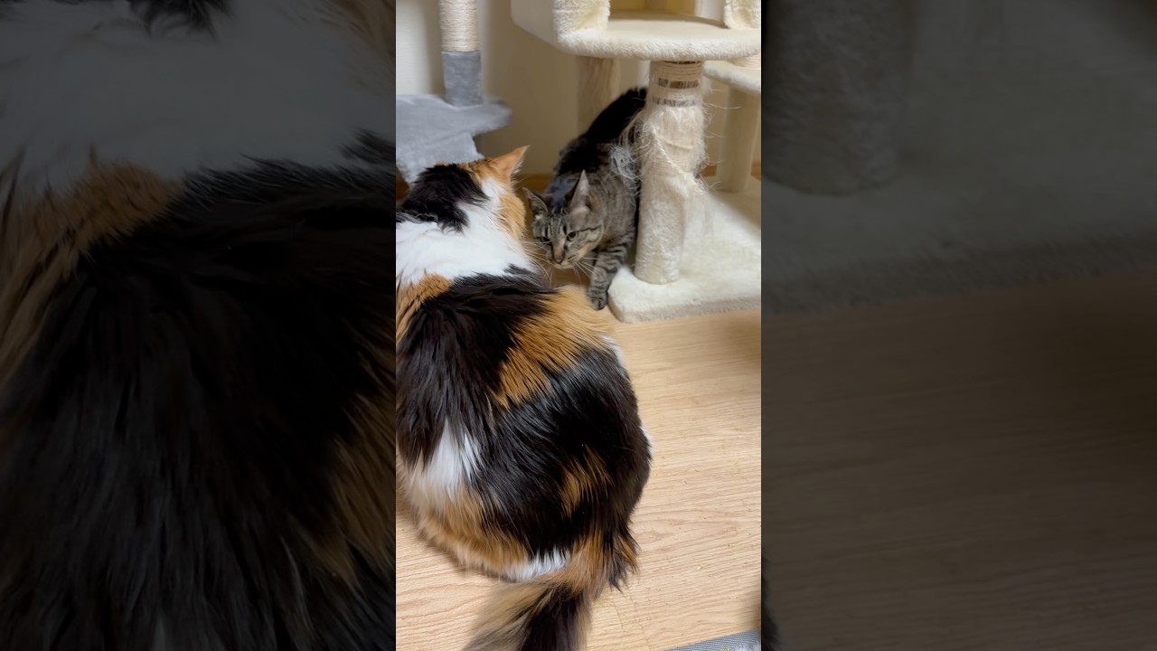 パンクもビビる突撃態勢のうまちゃん #cat #メインクーン #きじとら猫