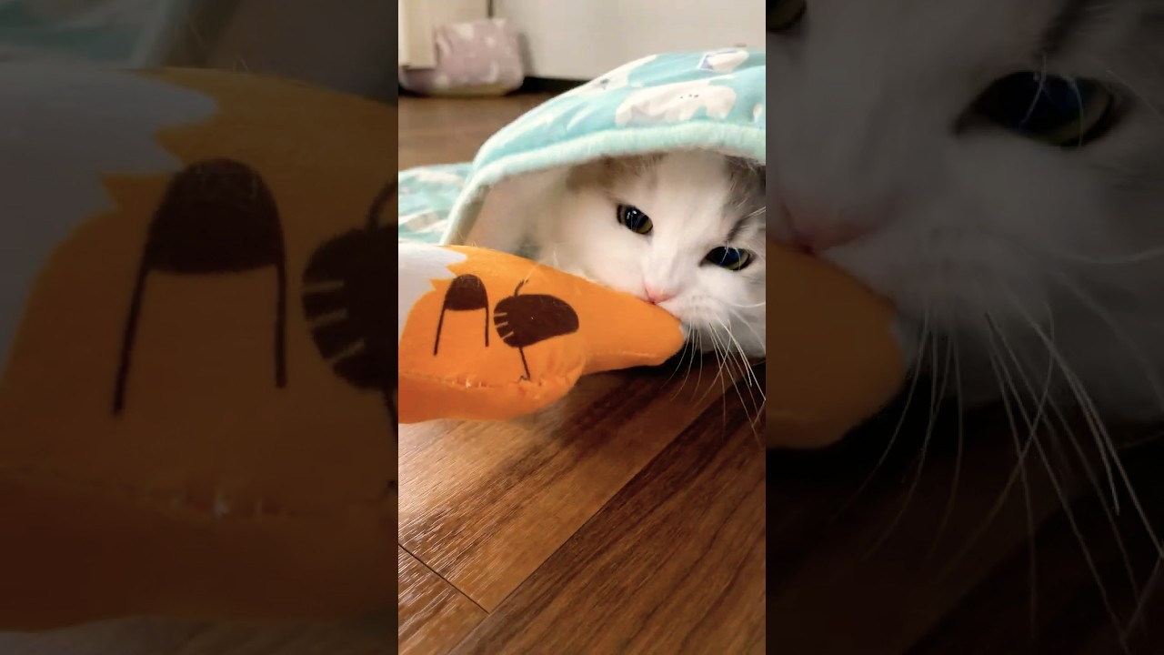 意地でも潜ったまま遊びたい猫 #ねこ #猫のいる暮らし #cat