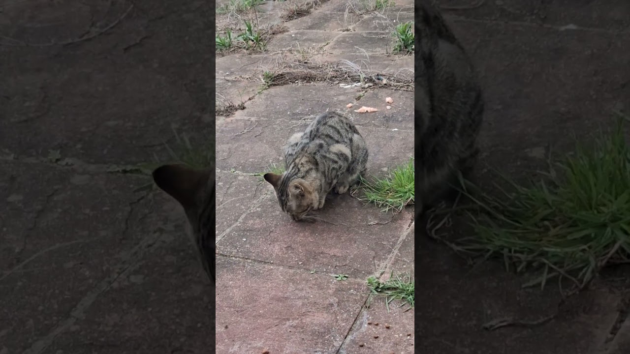 Introducing Tom: The Newest Meow Squadder