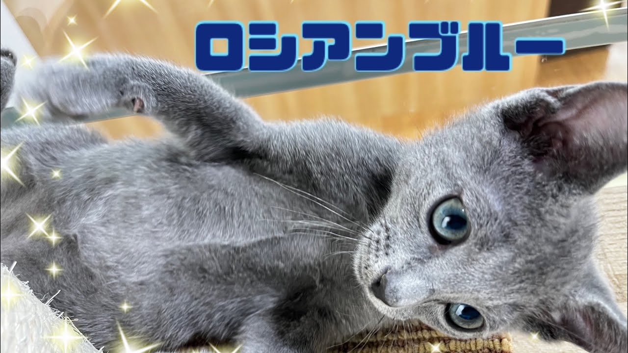 【2025.4.23】甘えん坊な予感♡ロシアンブルーくん