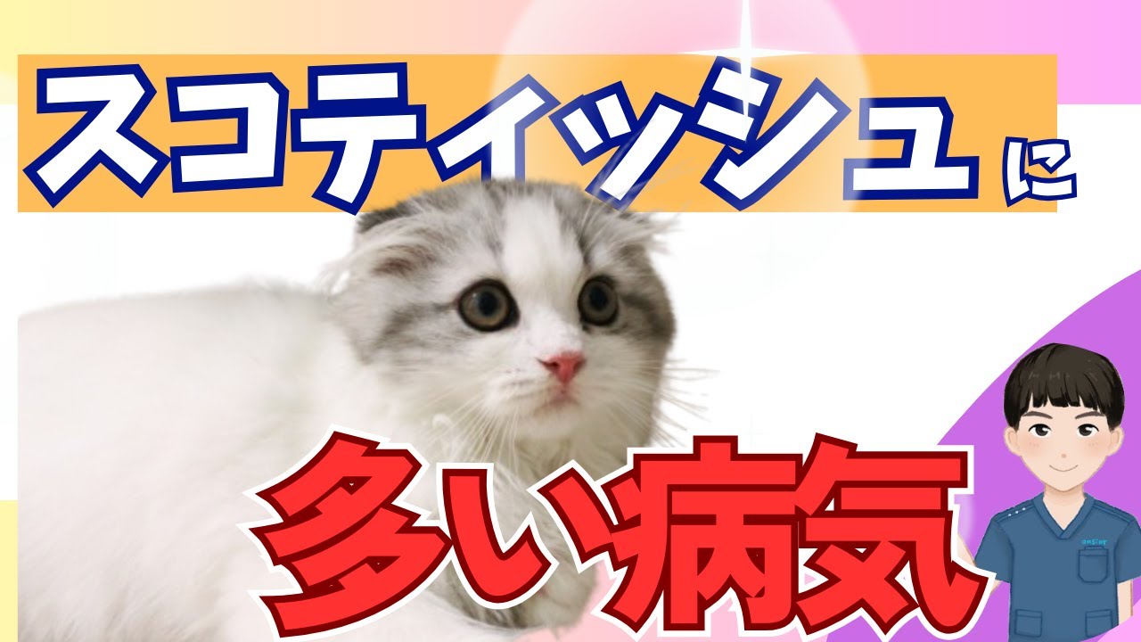 スコティッシュフォールドに多い病気3選：可愛い折れ耳の裏に潜むリスクとは？
