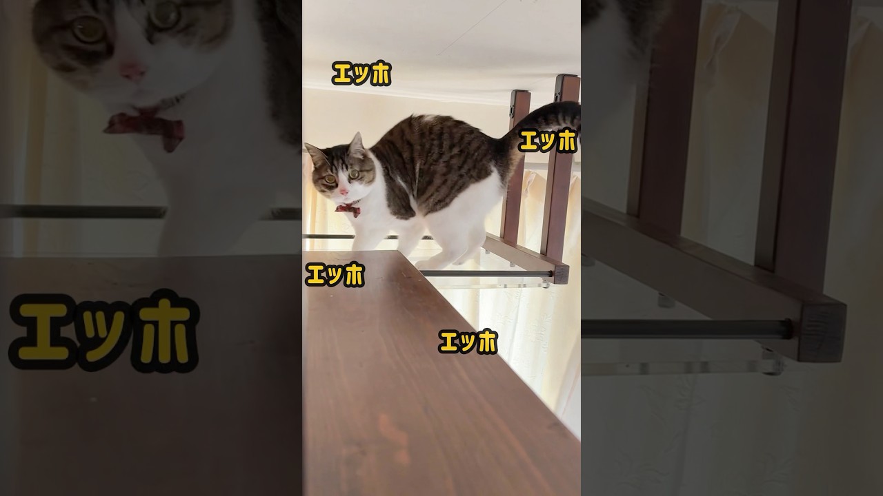 【エッホエッホの歌】キジ白猫ピーチ🐱くるくる回って大事なことを伝えに行くよ #shorts #cat