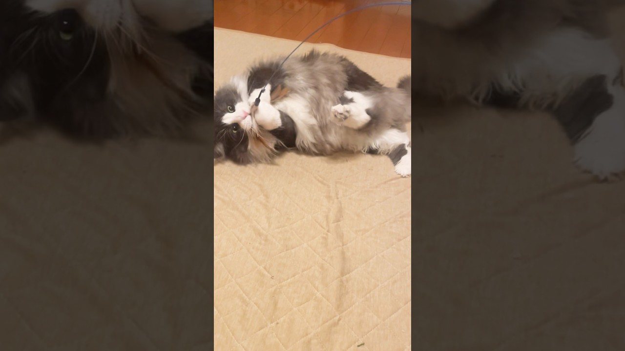 遊びたい盛りの母猫（4歳）#ノルウェージャンフォレストキャット #癒し #猫のいる暮らし#母猫