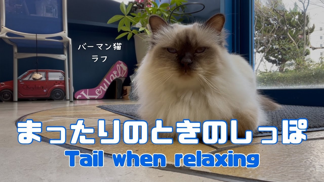 バーマン猫ラフ【まったりのときのしっぽ】Tail when relaxing（バーマン猫）Birman/Cat