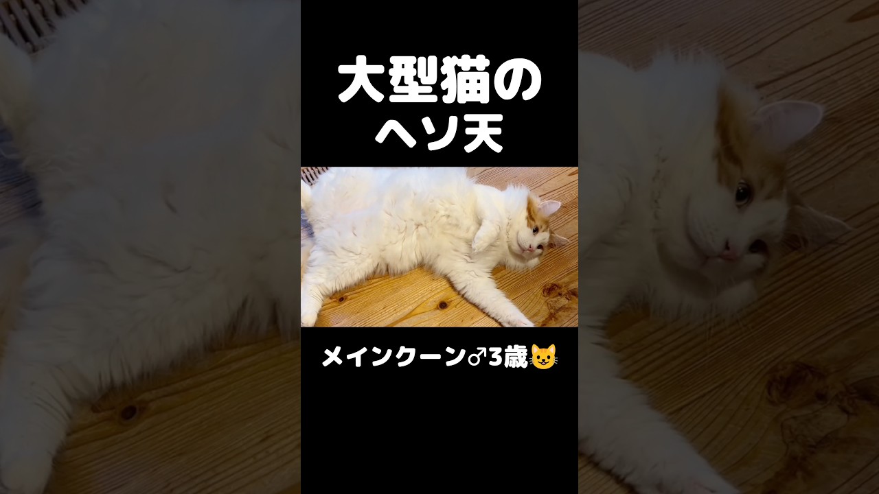 猫って可愛いな #猫のいる暮らし #猫 #メインクーン