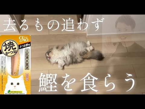 ちゅ〜るが良かった？文句言うなよ