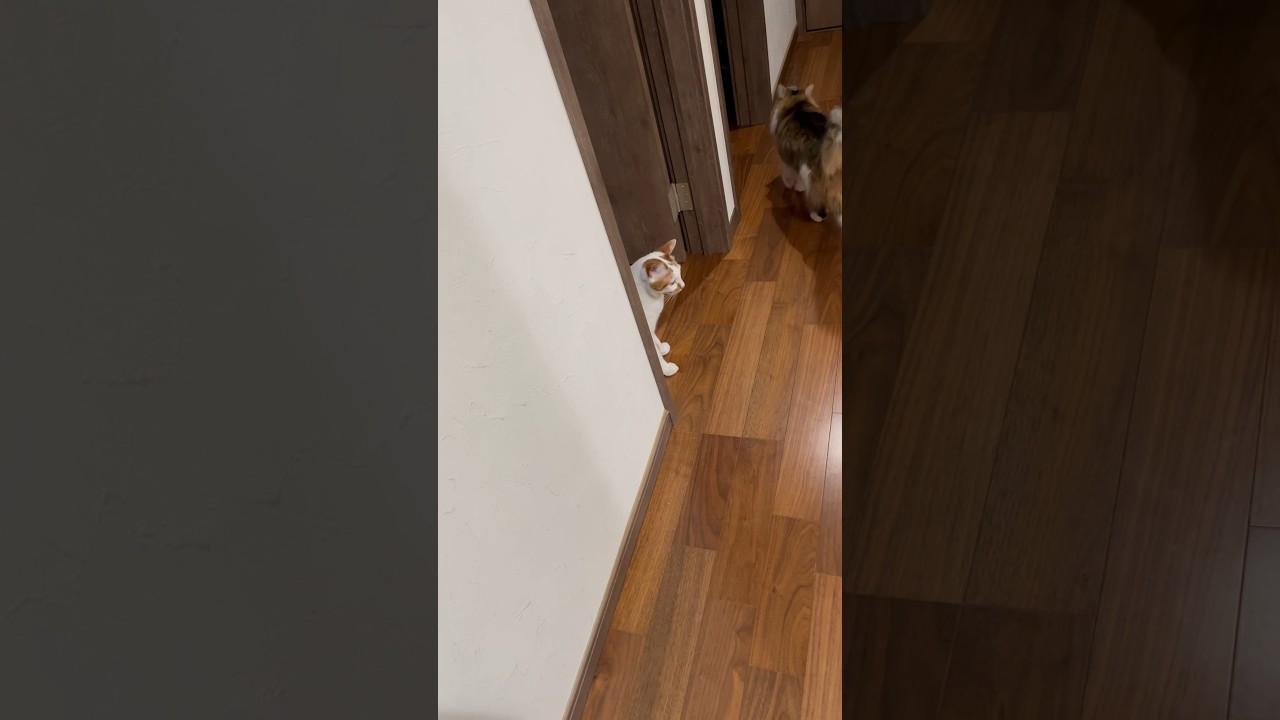 出待ちする猫 #cat #日本猫 #保護猫