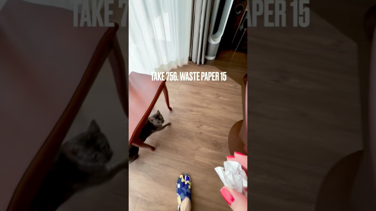 #紙屑 にも好みがあるにゃ❗️いまいちな紙屑とは遊ばにゃいのにゃ‼️#遊ぶ猫 #気まぐれ猫 #egyptianmaucat #エジプシャンマウ #エジプシャンマウの仲間たち #shorts