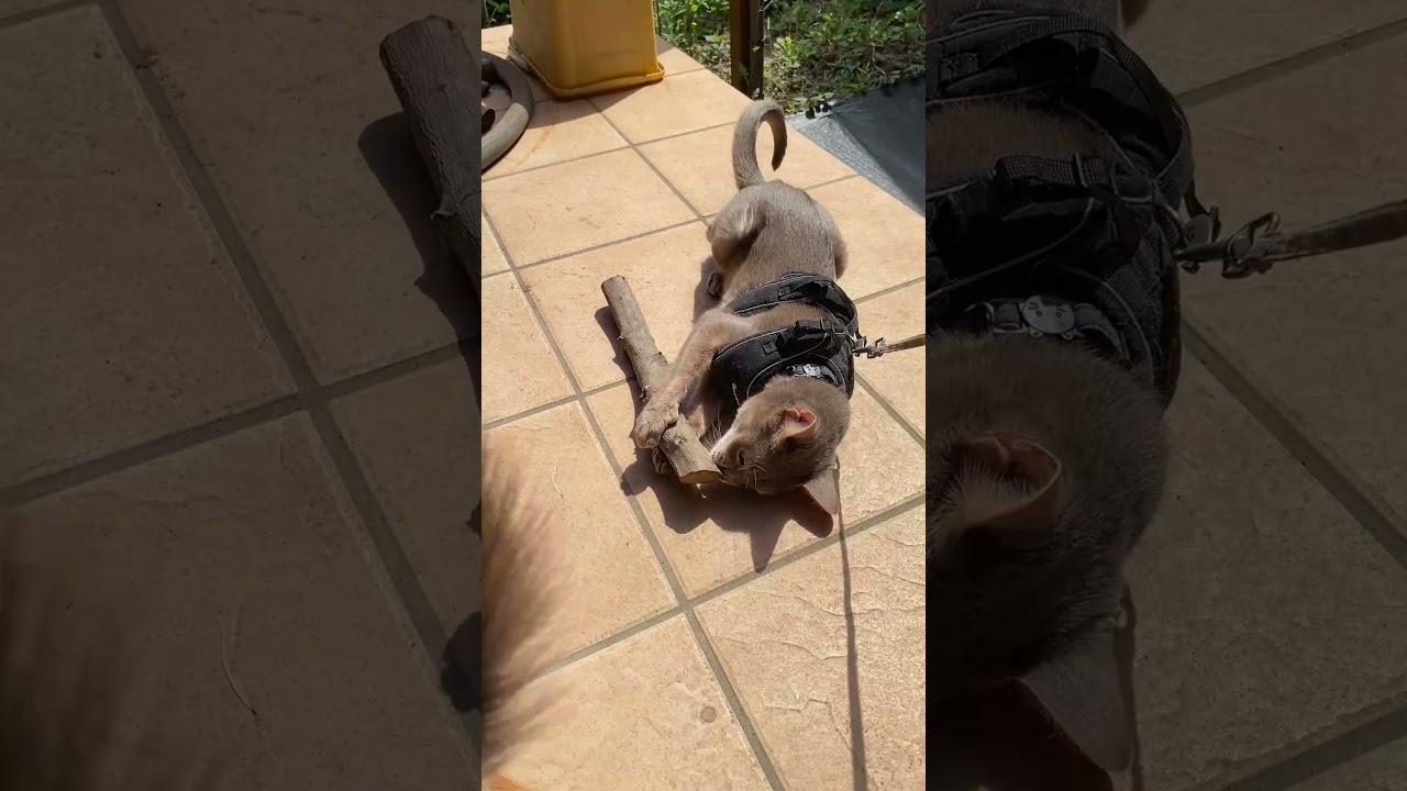 猫と犬  今年初めてのテラス遊び #shorts  #デカチワワ #アビシニアン