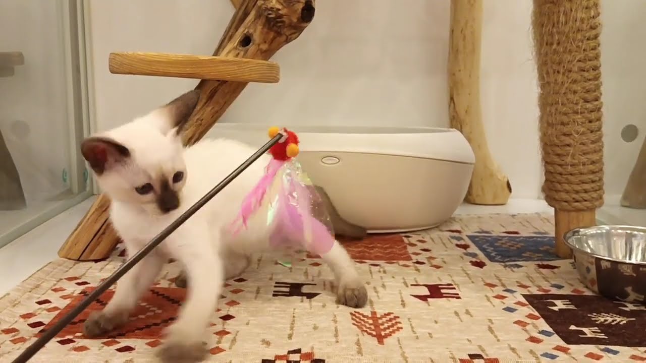 トンキニーズ　女の子　2025/2/23生まれ