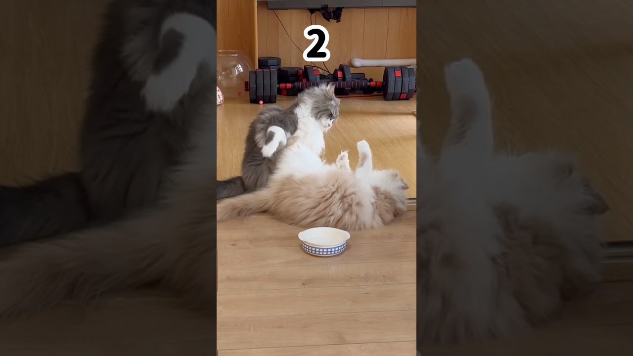 サイベリアン飼おうとしてる人絶対に見て下さい　大型猫種
