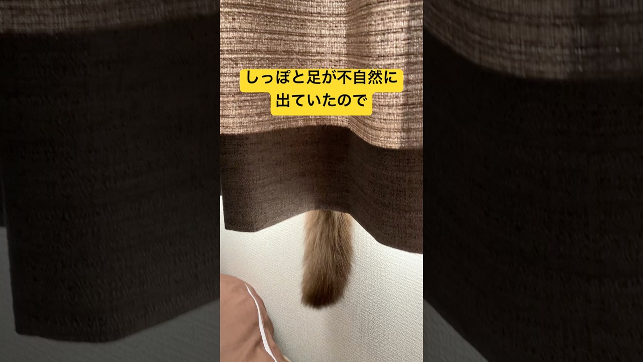 しっぽと足をしまい忘れている猫さんを覗いてみた #ragdolls #cats #cutecat #shorts #ラグドール #猫のいる暮らし #猫動画 #ショート