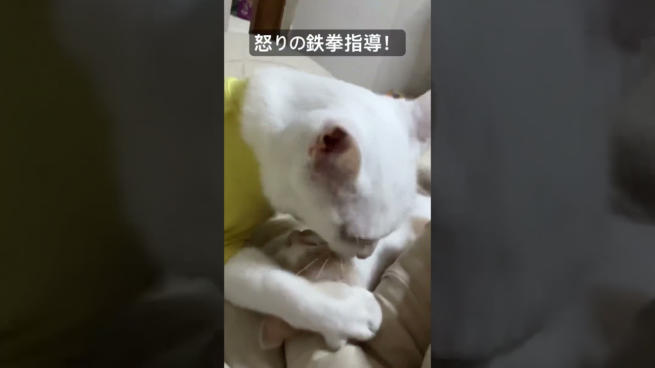 ウチューネコ先生、ド根性子猫に熱血鉄拳指導！   #cat #kitten #猫 #子猫 #ねこ #こねこ #保護猫  #cute  #猫のいる暮らし #shorts