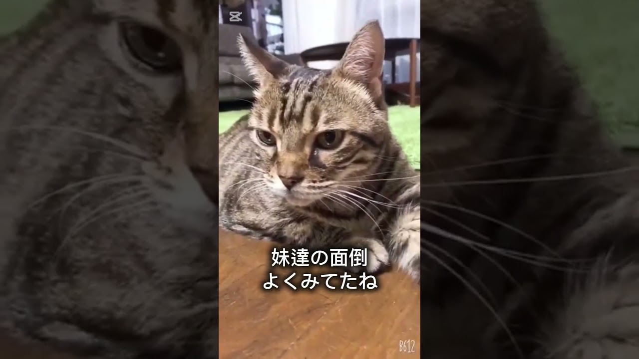 【猫仲間のとらきち④】#OKINAWA#元保護猫#猫のいる生活