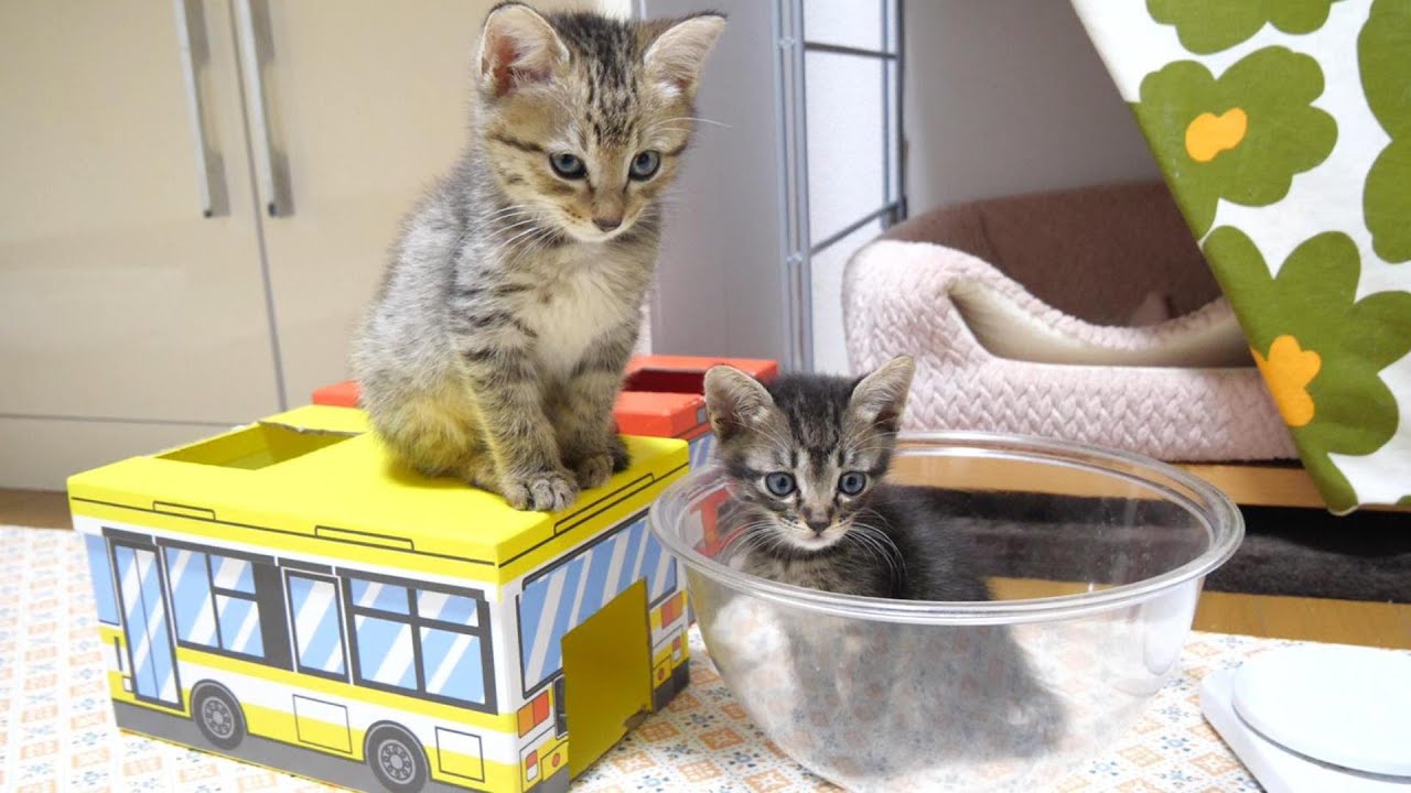 仲良しニャーニャー隊になるふたりぼっちの子猫【赤ちゃん猫　保護猫】