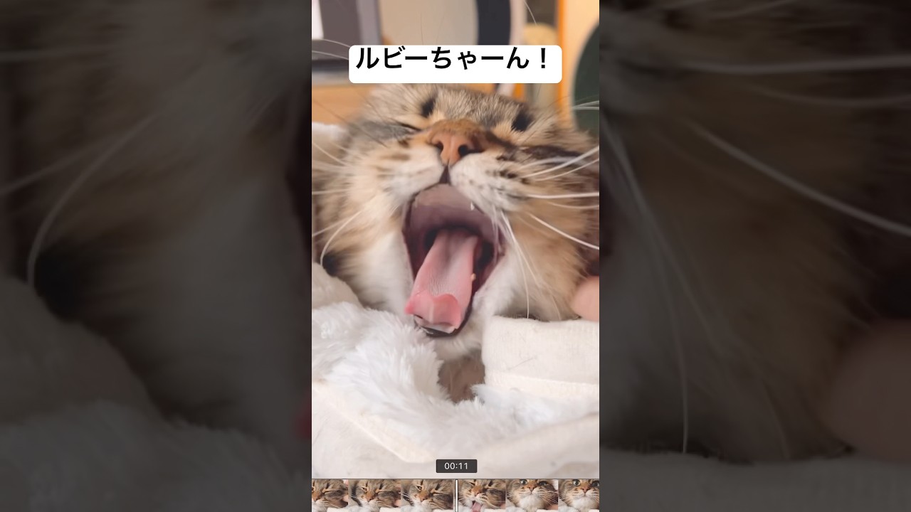 チョコミントよりも🍨 #猫 #サイベリアン #愛スクリーム