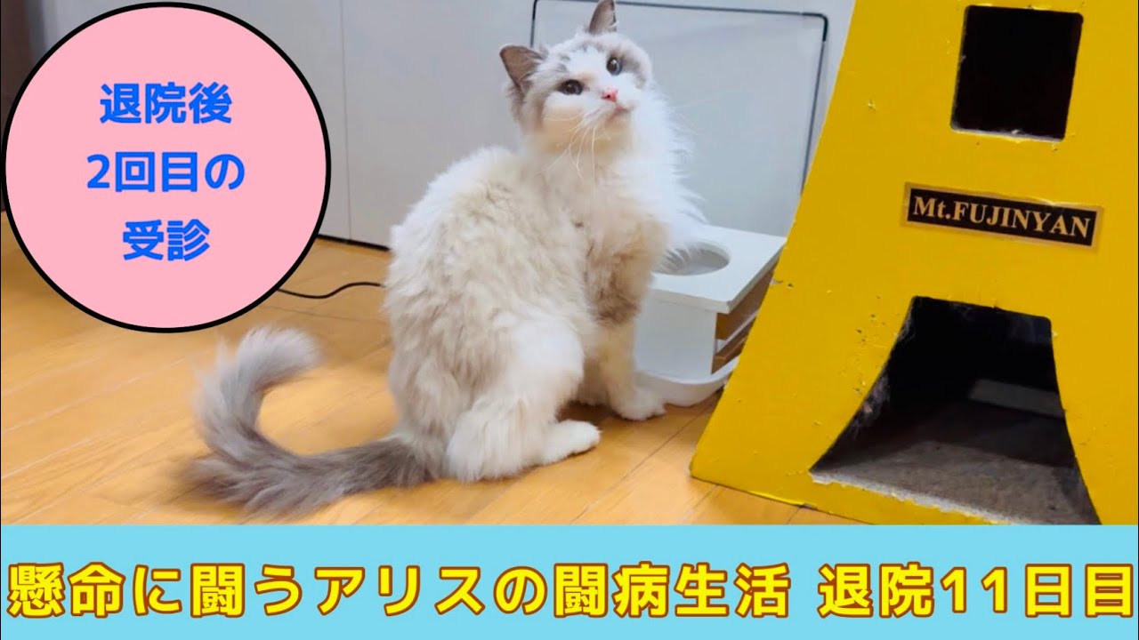 懸命に闘う【ラグドール】アリスの闘病生活 退院11日目 受診日