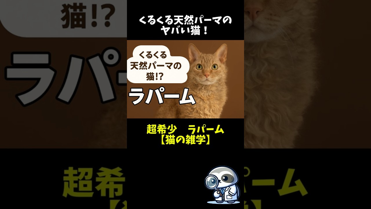 超希少！くるくる天然パーマのヤバい猫【猫の雑学】　#shorts  #雑学