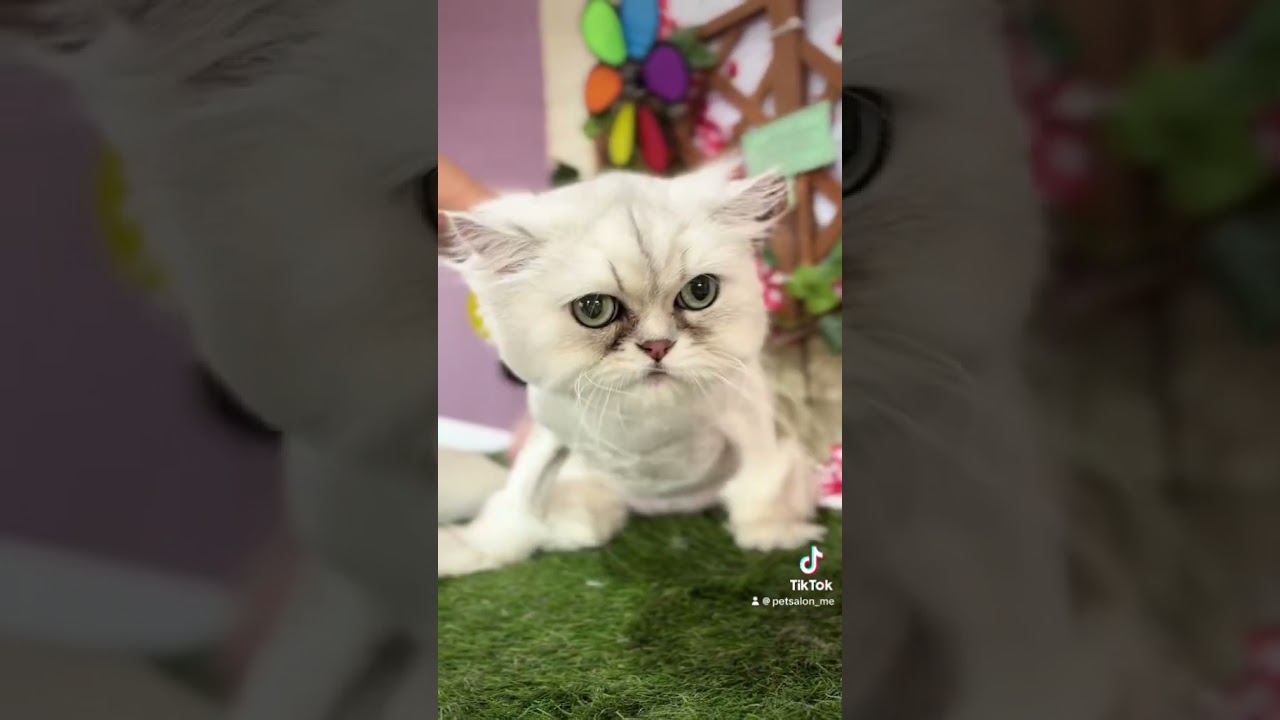 ミヌエットのエイトくんとアメリカンカールの爽ちゃんが来てくれました　京都市南区　ペットサロンみぃ〜