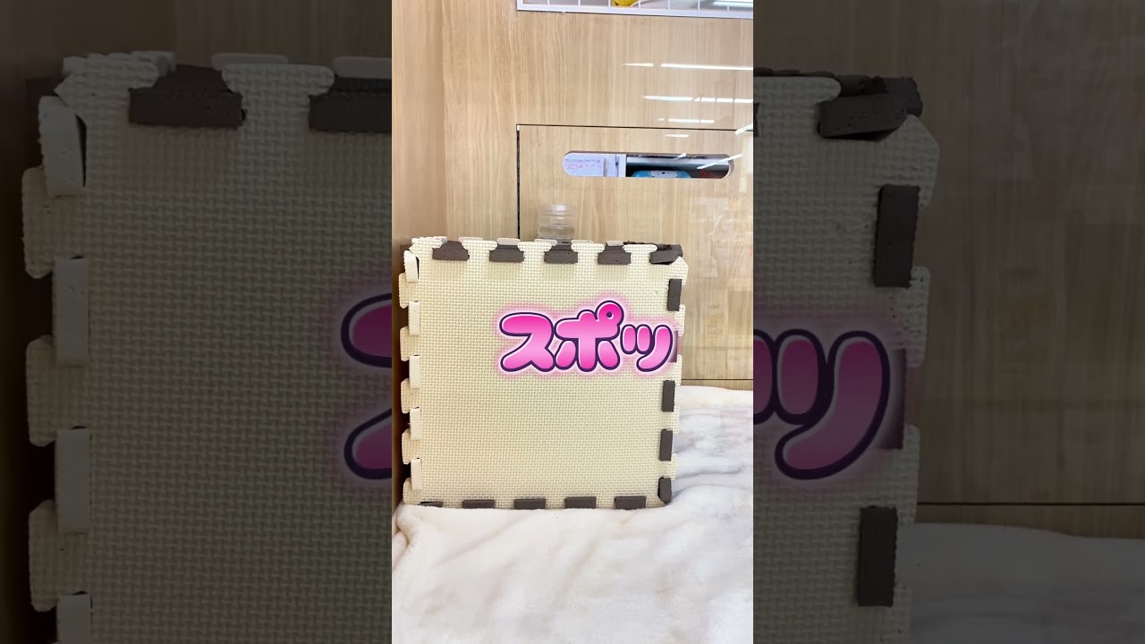 #スコティッシュフォールド 案外お転婆さん？！