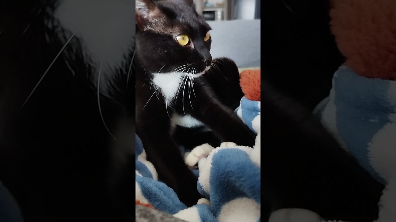 #cat #cute #kitty #kitten #animals こねこね