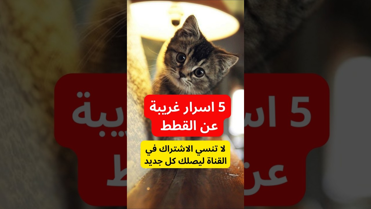 هل تعلم؟ 5 أسرار غريبة عن القطط… رقم 4 لا يصدق #معلومات_غريبة #معلومات #اكسبلور #shorts #هل_تعلم