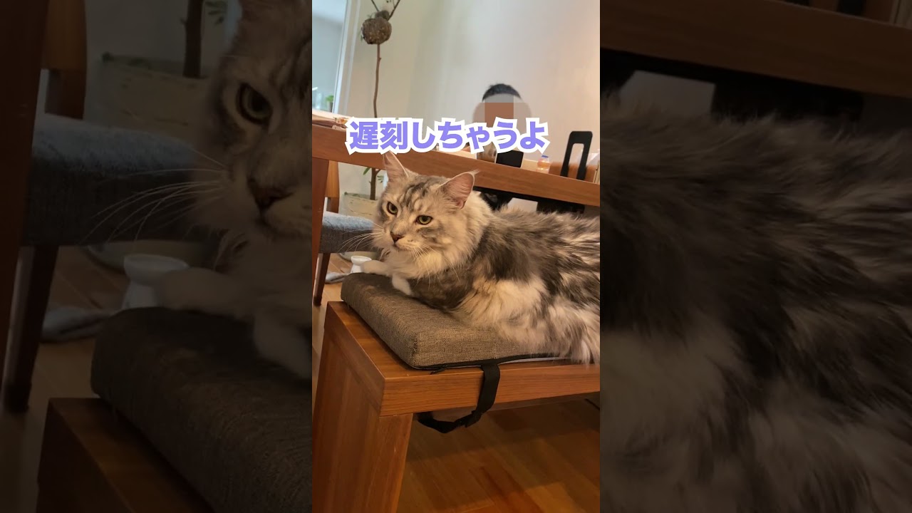 朝ごはんを見守る大型猫。早く食べなよ#メインクーン#shorts