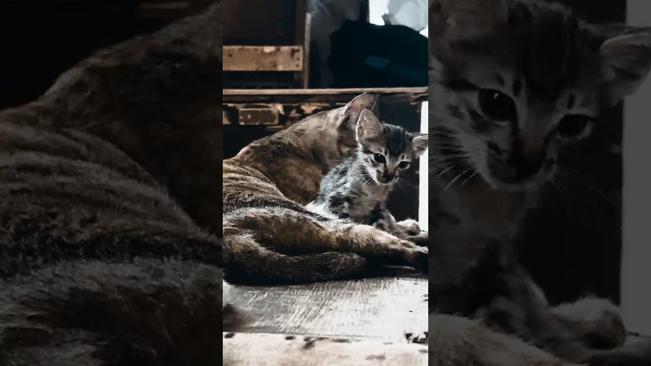 Kisah Keluarga Kucing yang Hidup di Dalam Lemari EP12 タンスの中で生きるネコ家族の物語 #shorts #catshorts #kucing