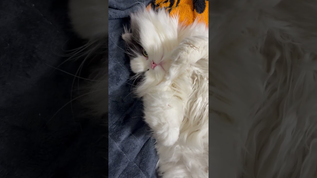 お昼寝するもこもこ #cat #cute #マンチカン#もこもこ#ねこのいる生活