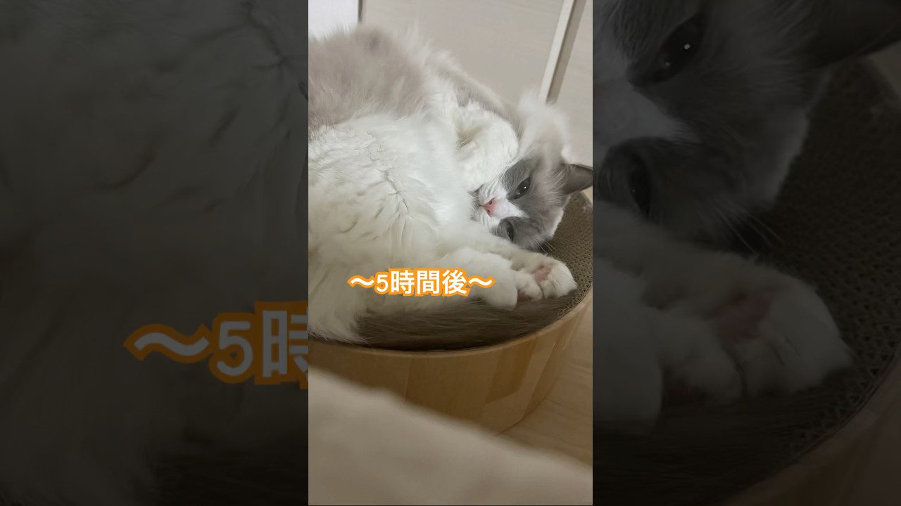 出かけにくい空気感を作るのが上手い猫🐈笑 帰ったらずっと同じ場所で寝てました😀　 #funny #pets #cat #猫 #ベル #ラグドール #shorts
