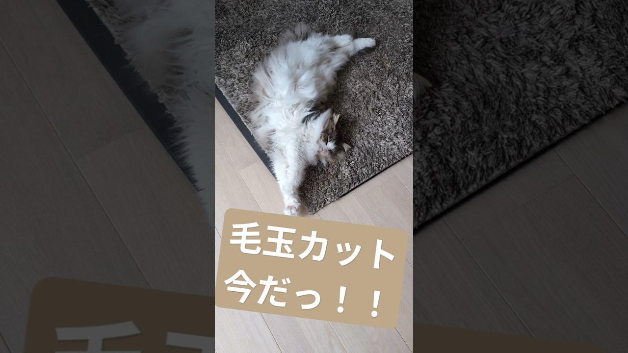 寝ているスキにお腹の毛をカット #ノルウェージャンフォレストキャット