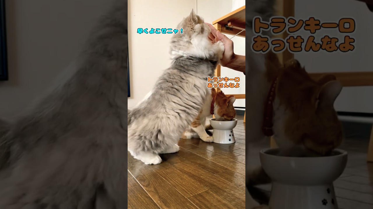 食欲暴走！タッチとかの芸より勢いな猫 #ねこ #子猫 #cat