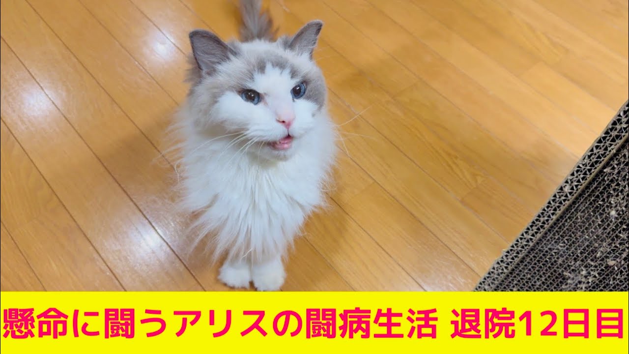 懸命に闘う【ラグドール】アリスの闘病生活 退院12日目