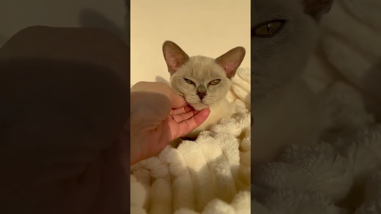 Kitty