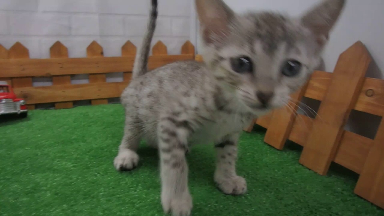 346094 エジプシャンマウ