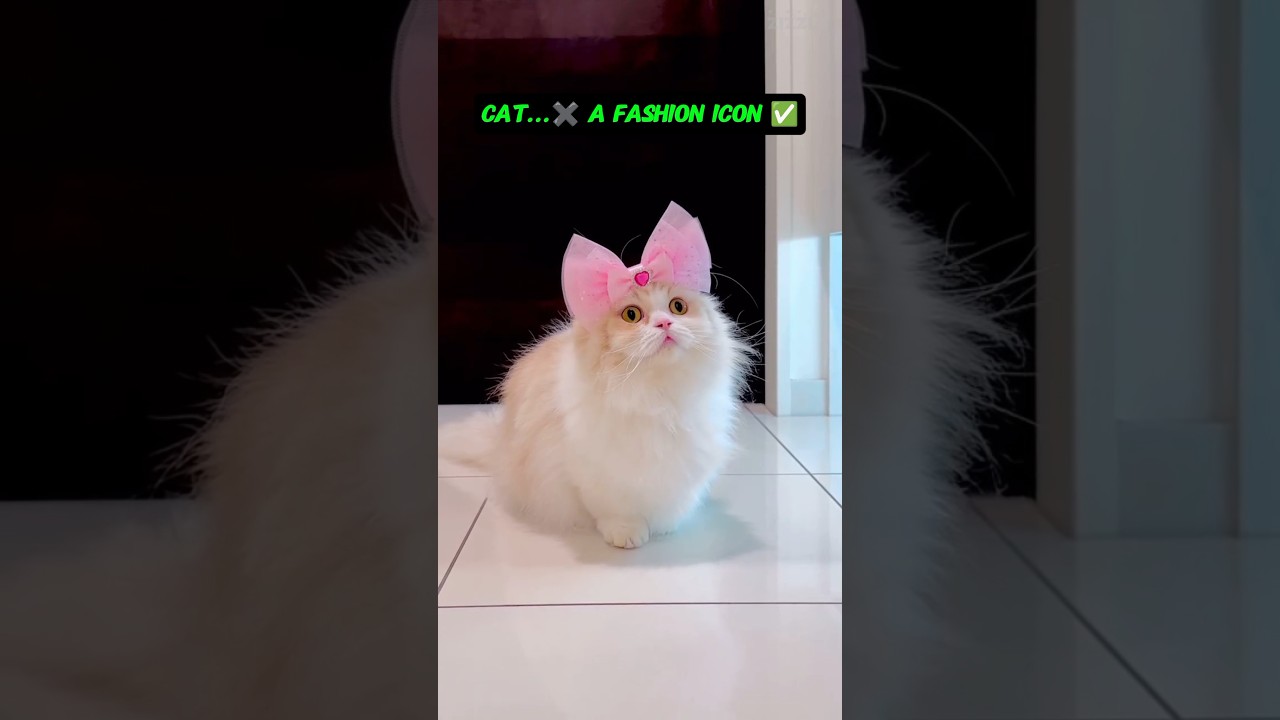 When Fashion meets Cats! The Results 🎀