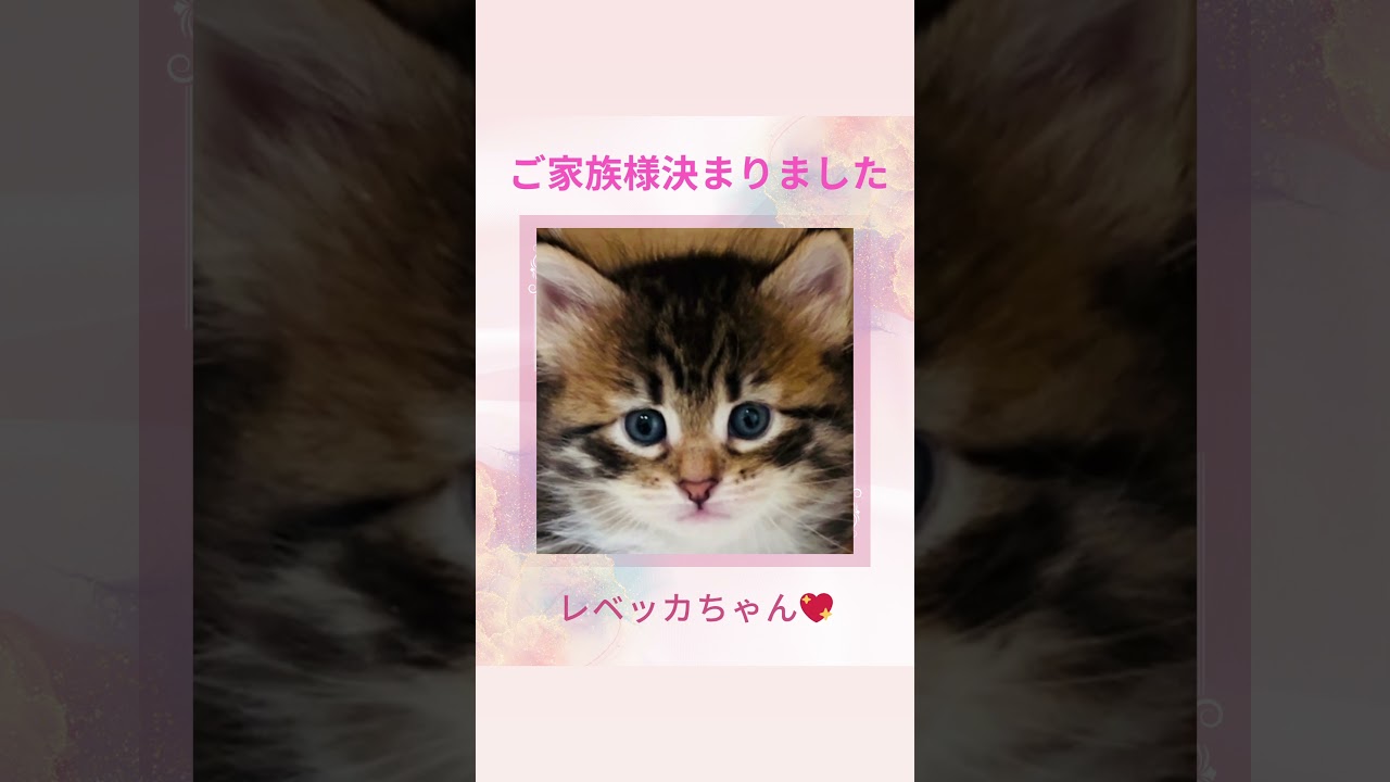 #サイベリアン の#子猫 のレベッカちゃん😻ご家族様決まりました💕サイベリアンをお迎えされるなら、子猫には全頭40種類の遺伝子疾患に5年間健康保証の吉祥寺のロイヤルキャッツで💖#ペットショップ