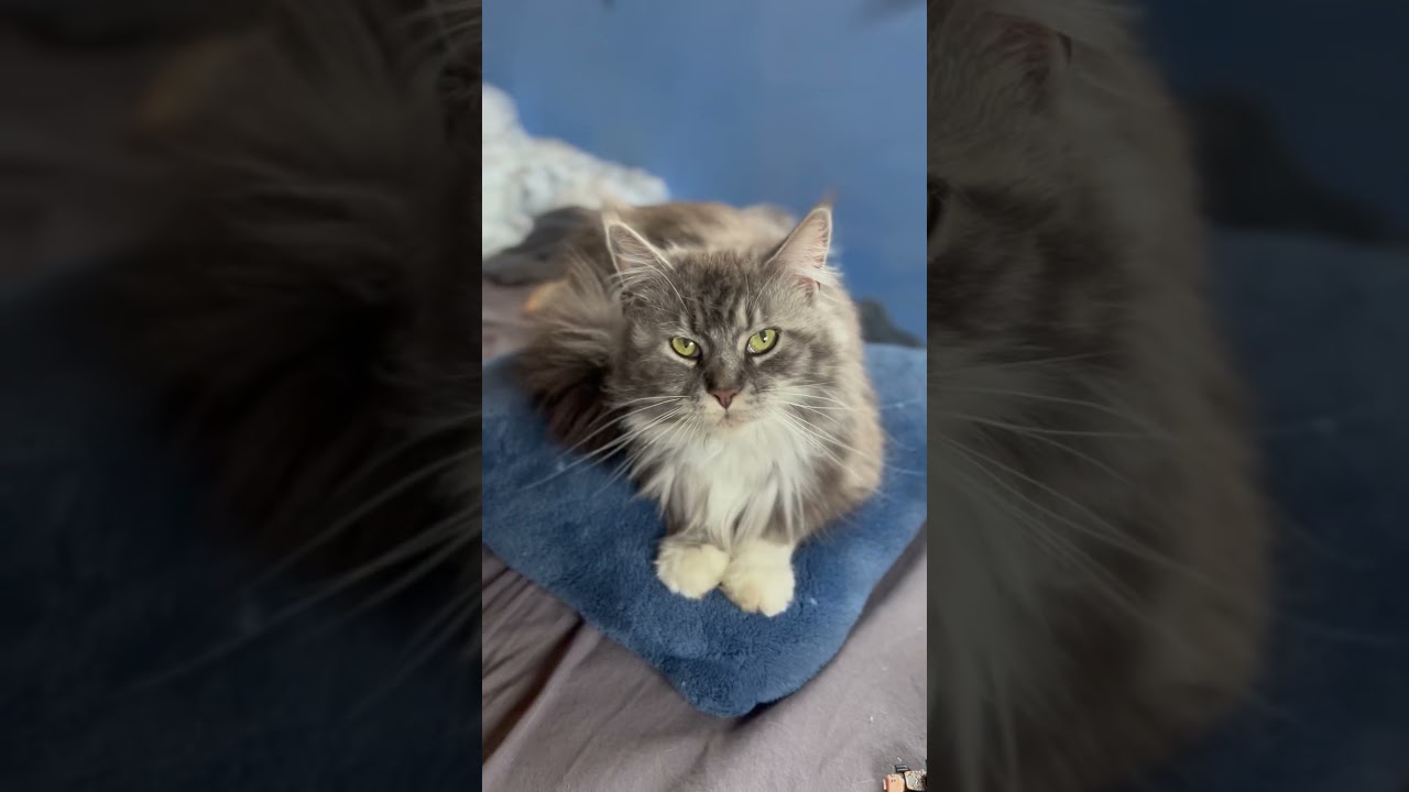 Ragdoll, Maine coon, chatte croisée et mini berger australien en avril!
