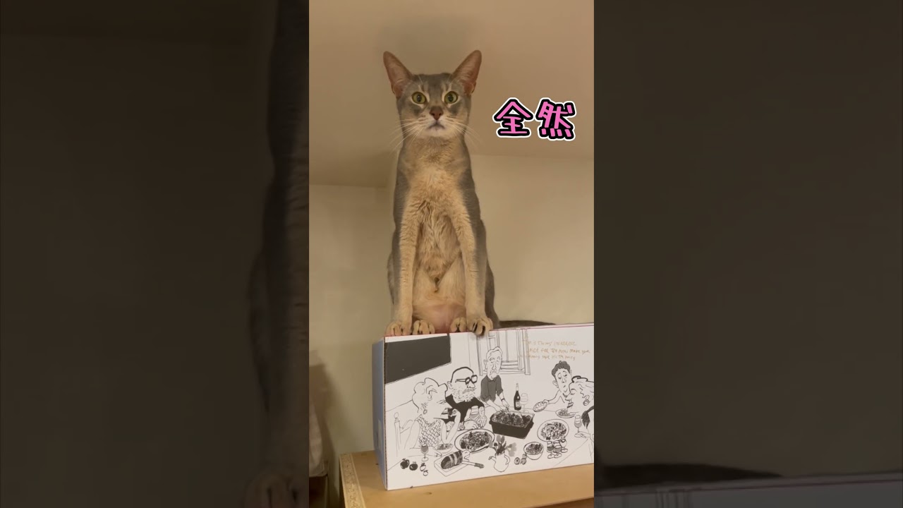 アビシニアンとは その47 クセが強い座り方をしちゃう猫 #shorts #猫 #アビシニアン