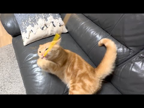 本気でおもちゃと遊ぶ猫がかわいすぎたw