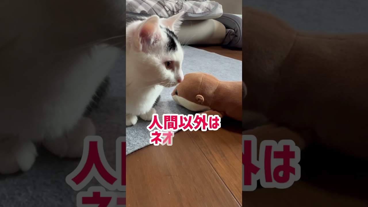 えっほえっほの歌!#保護猫 #cat #ねこミミ #猫のいる暮らし #ミルねーさん #shorts
