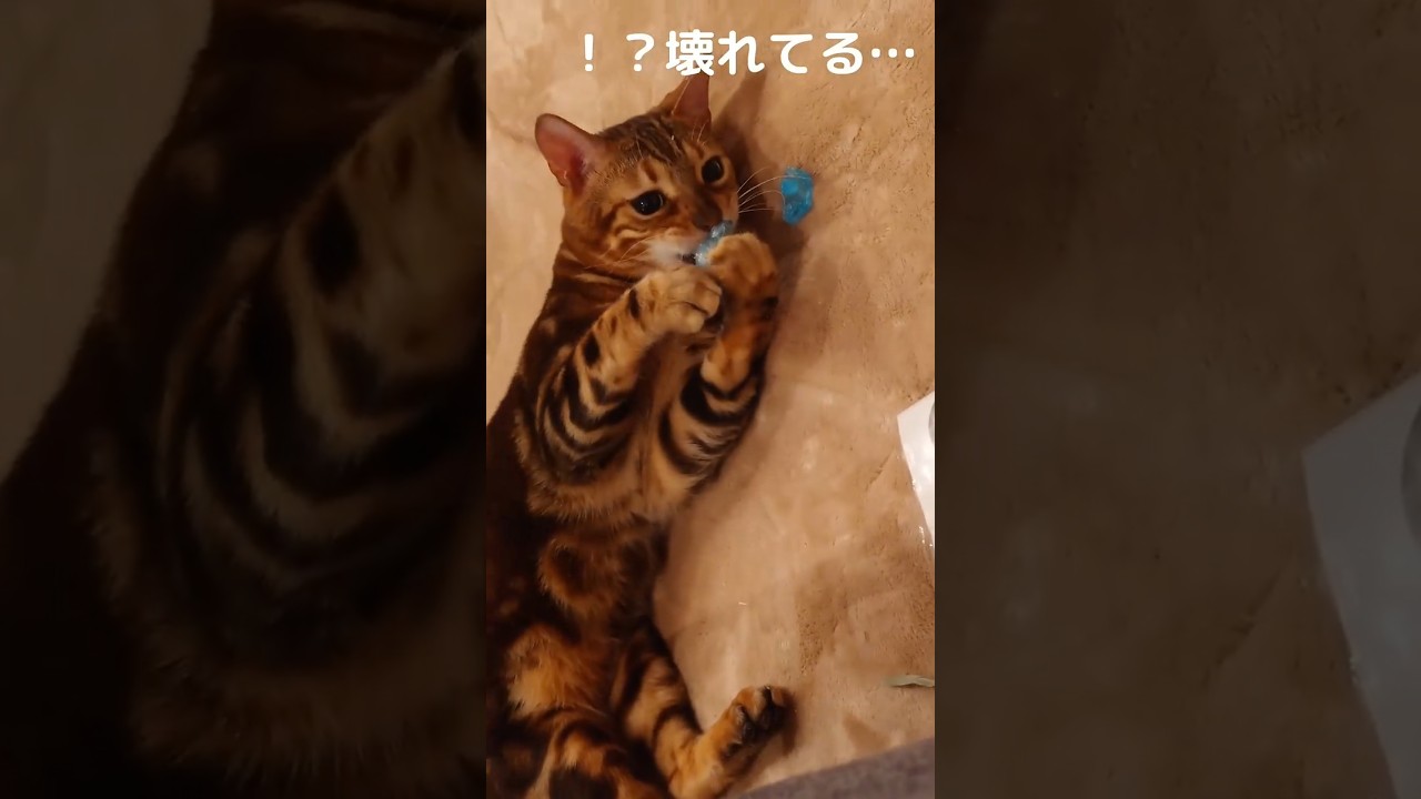 【大好きな金魚の末路】遊びが激し過ぎん？ベンガル猫の日常。青の金魚は壊れました #youtube #猫のいる暮らし #ベンガル #かわいい #shorts